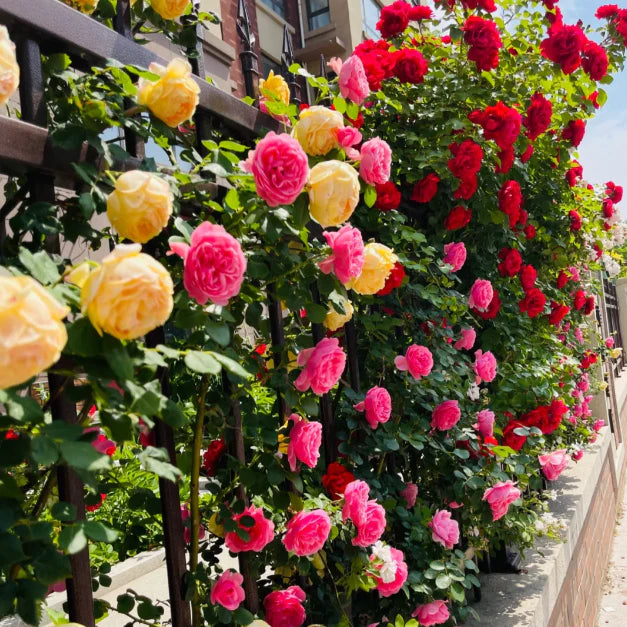 š¹ELEGANT CLIMBING ROSE FLOWER SEEDS- 9 RARE AND BREATHTAKING COLORS SEEDS (IMPORTED)