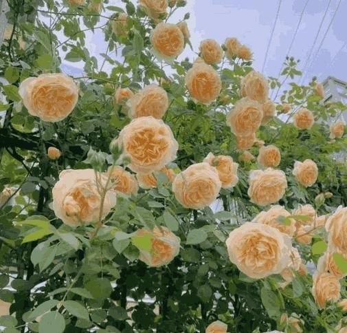 š¹ELEGANT CLIMBING ROSE FLOWER SEEDS- 9 RARE AND BREATHTAKING COLORS SEEDS (IMPORTED)