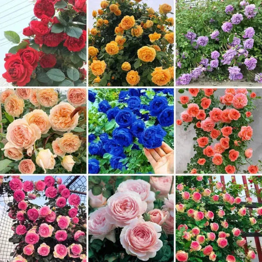 🌹ELEGANT CLIMBING ROSE FLOWER SEEDS- 9 RARE AND BREATHTAKING COLORS SEEDS (IMPORTED)
