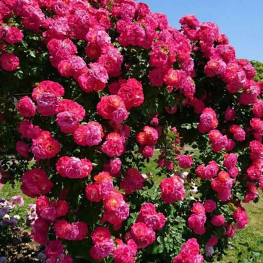 🌹ELEGANT CLIMBING ROSE FLOWER SEEDS- 9 RARE AND BREATHTAKING COLORS SEEDS (IMPORTED)